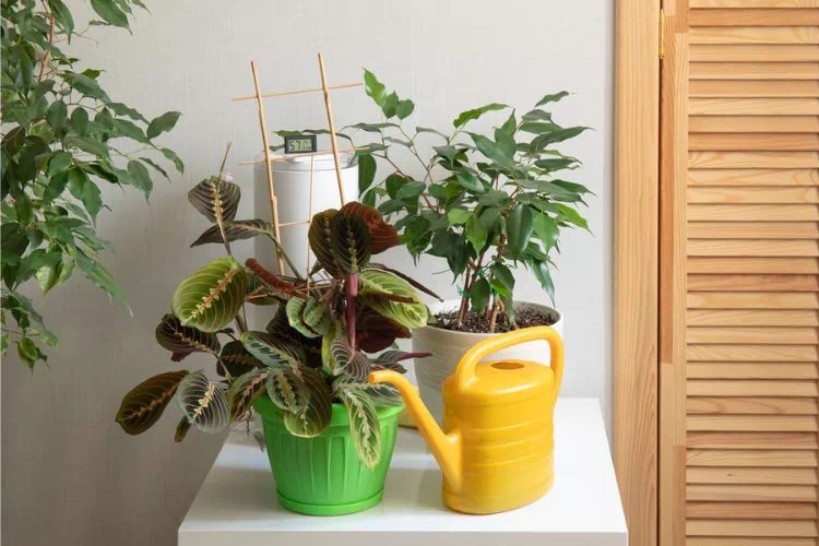 Arrosage à l’eau calcaire