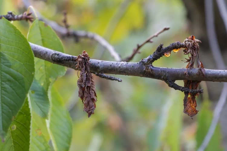 Maladie des branches mortes