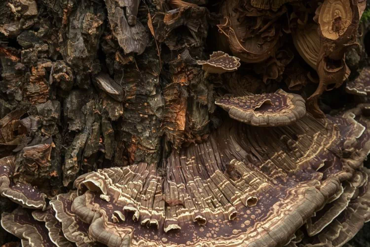 Champignon lignivores sur hêtre