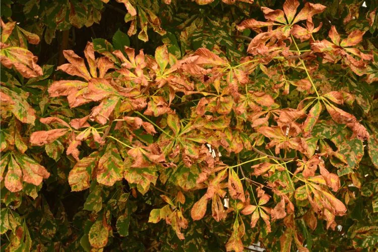 Chancre bactérien sur Marronnier