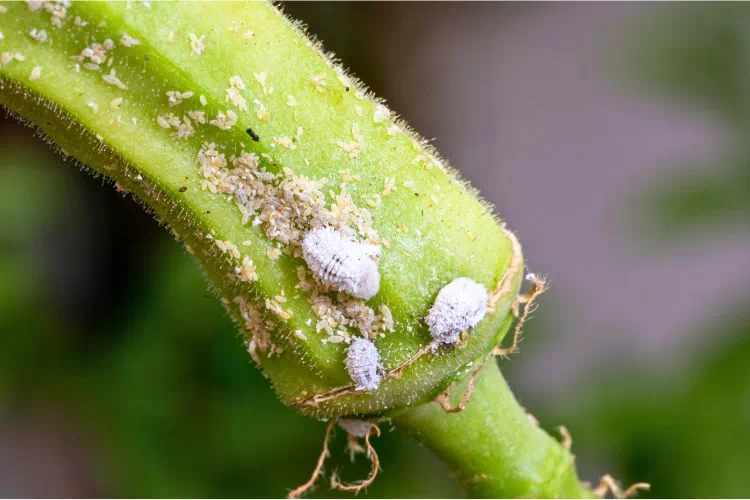 Cochenilles sur plantes grasses