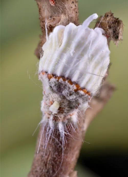 Cochenilles du sophora