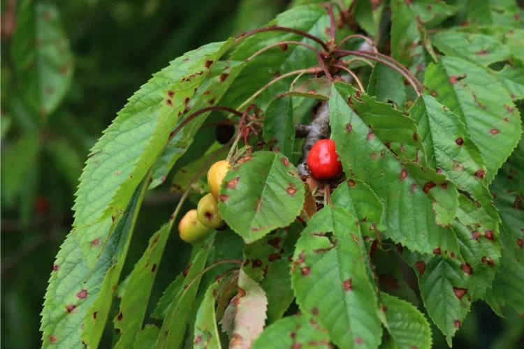 Criblure du cerisier