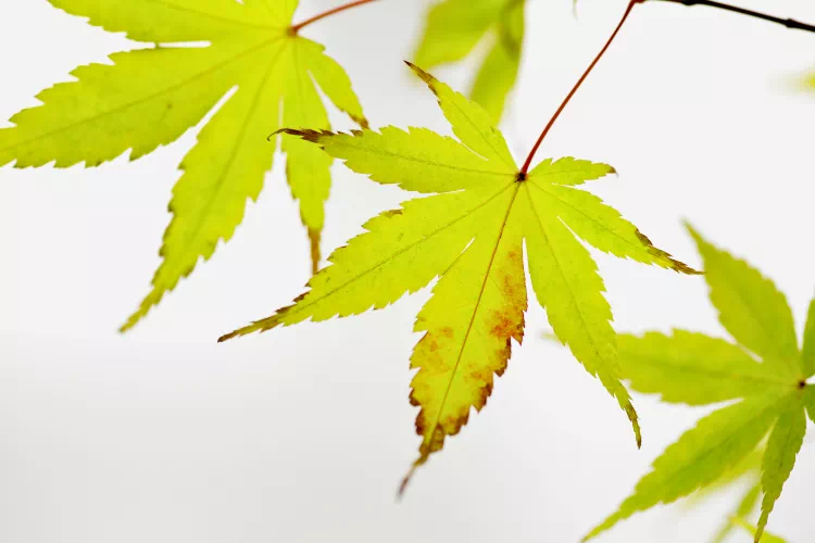 Érable du Japon malade