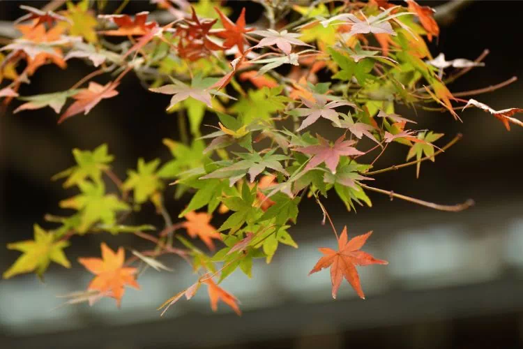 Erable du Japon avec des feuilles sèches