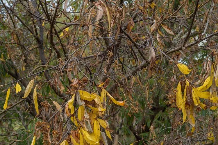 Mimosa avec beaucoup de feuilles tombées