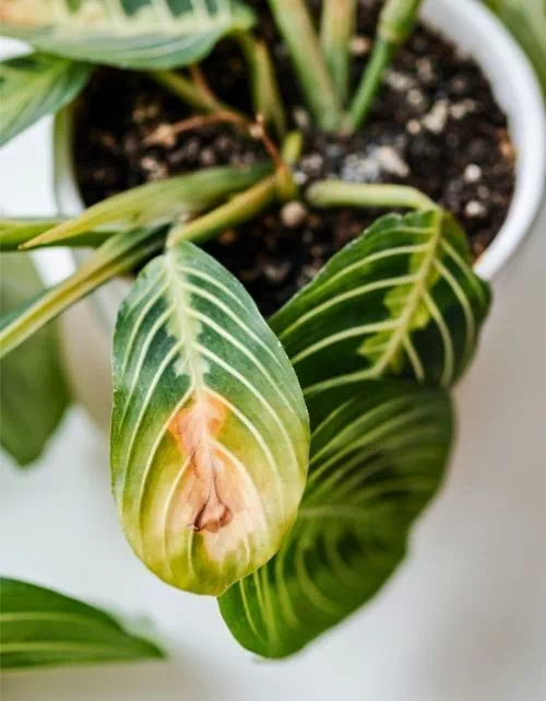 Jaunissement naturel sur Maranta