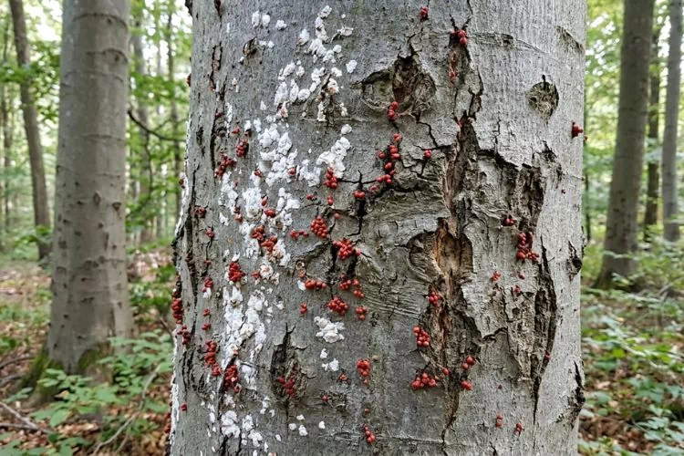 Maladies de corticale