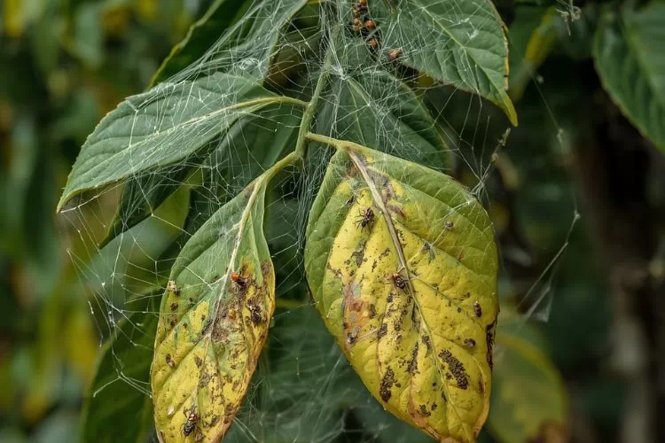 Mimosa avec des parasites tétranyques appelé aussi araignée rouge