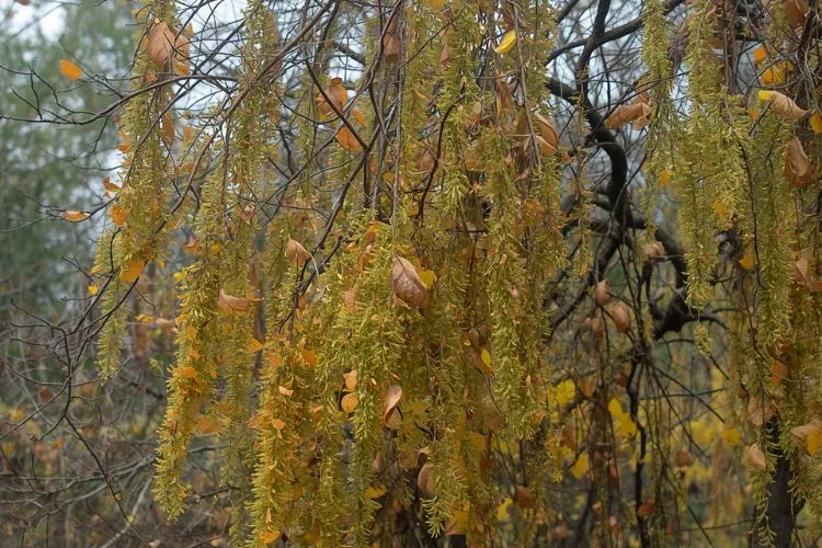 Mimosa avec des feuilles qui tombent