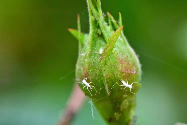 Pucerons sur plantes grasses