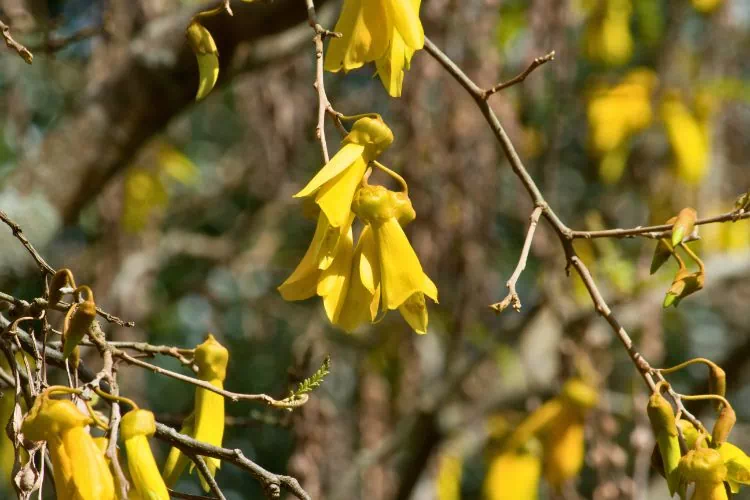 Sophora a des feuilles jaunes