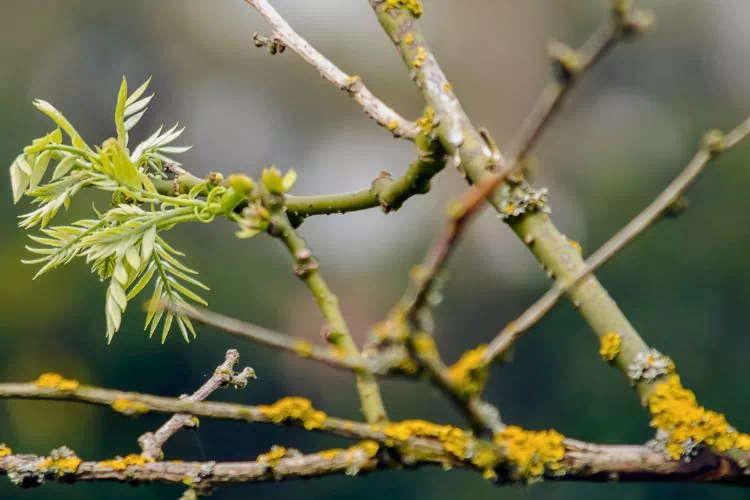 Maladie du corail sur sophora
