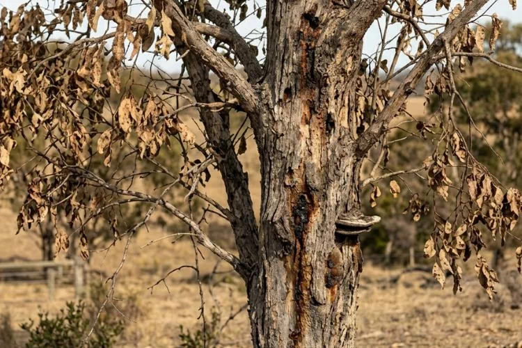 Eucalyptus malade