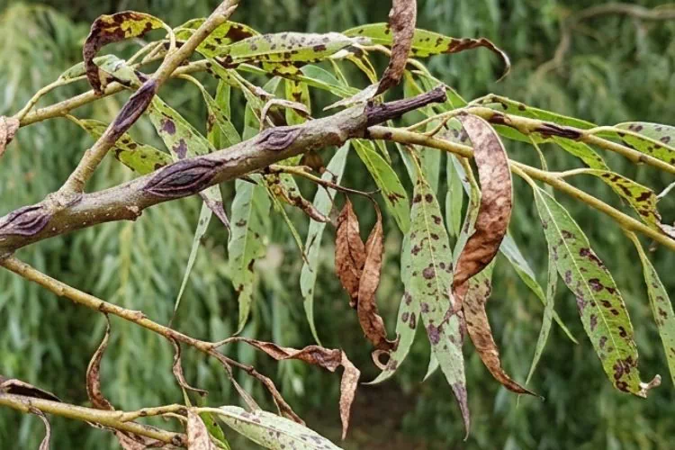 Anthracnose du saule pleureur