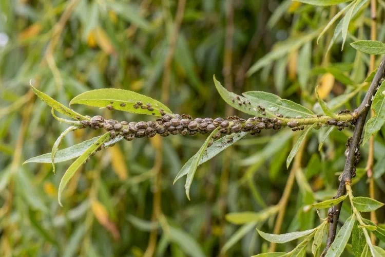 Cochenille sur le saule pleureur