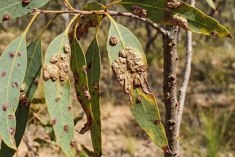 Maladie de la gale sur eucalyptus