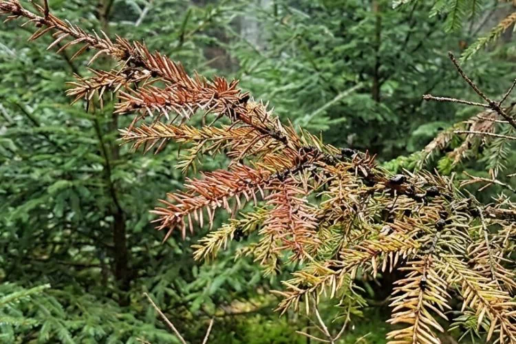 Maladies fongiques de sapin