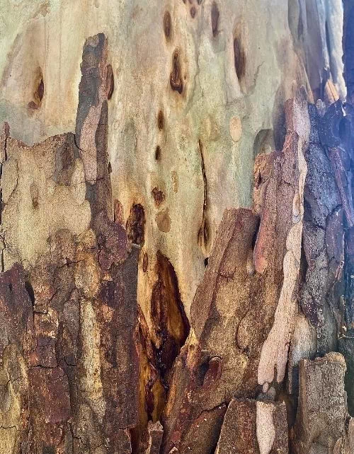 Maladie du tronc de l'eucalyptus