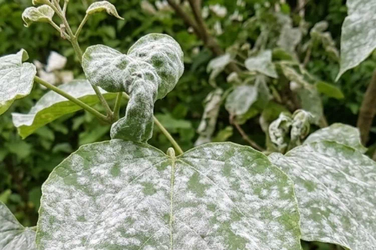 Oïdium du catalpa