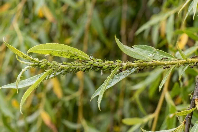 Pucerons sur le saule pleureur