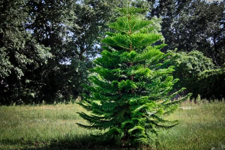 Sapin en bon état