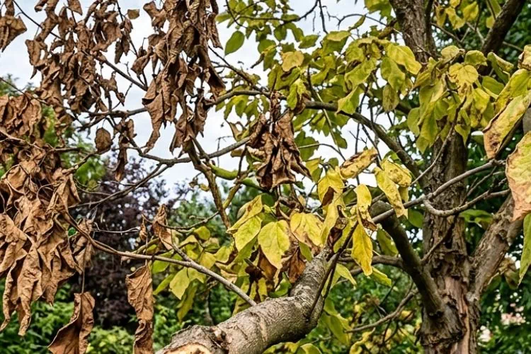 Verticilliose sur catalpa