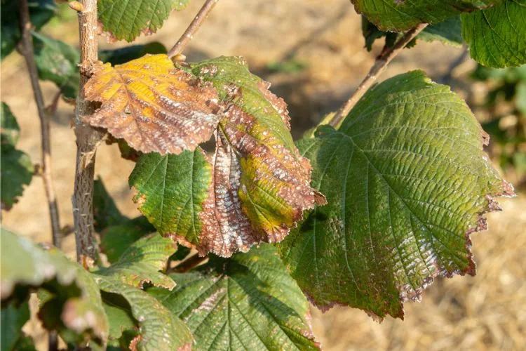 Noisetier avec des feuilles sèches