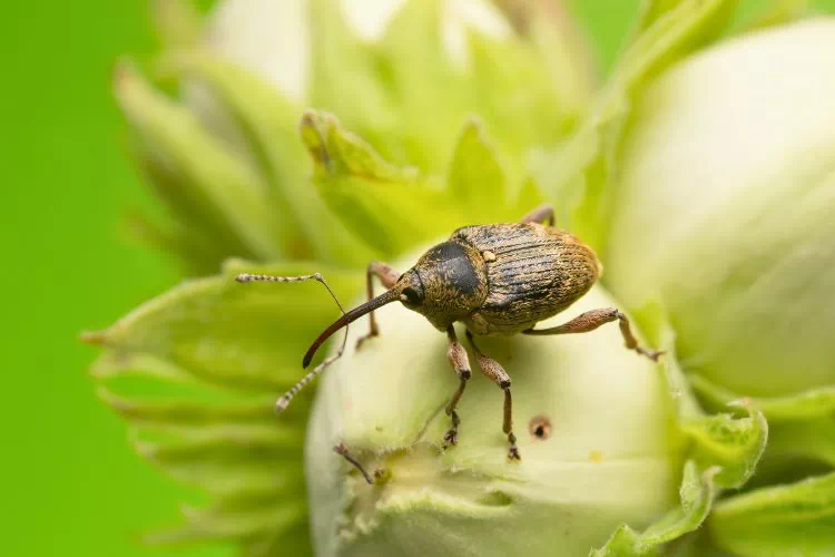 Balanin des noisettes