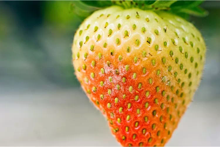 Oïdium du fraisier