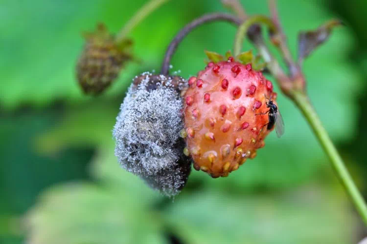 Pourriture grise du fraisier