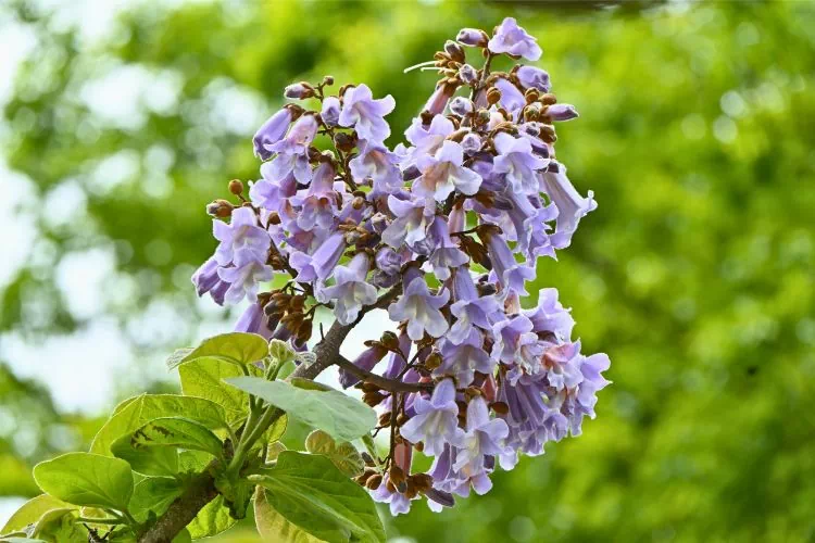 Paulownia