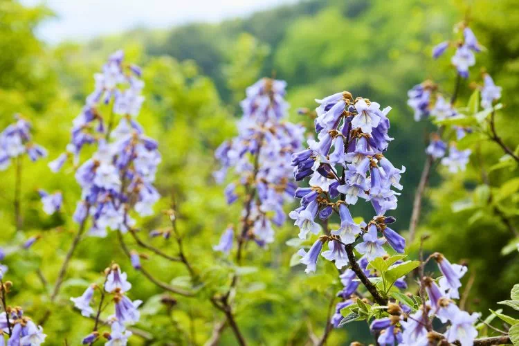 Fleurs de Paulownia