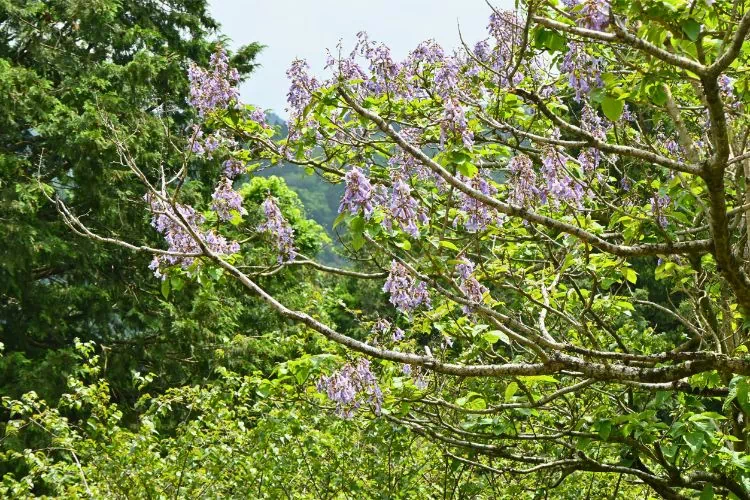 Branches du Paulownia