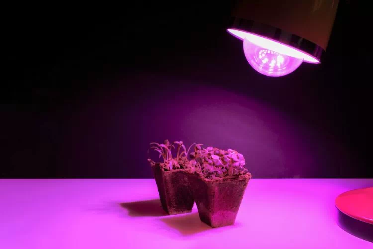 Lampe colorée pour semis