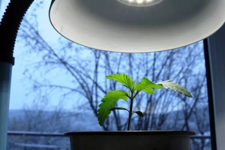 Lampe pour semis