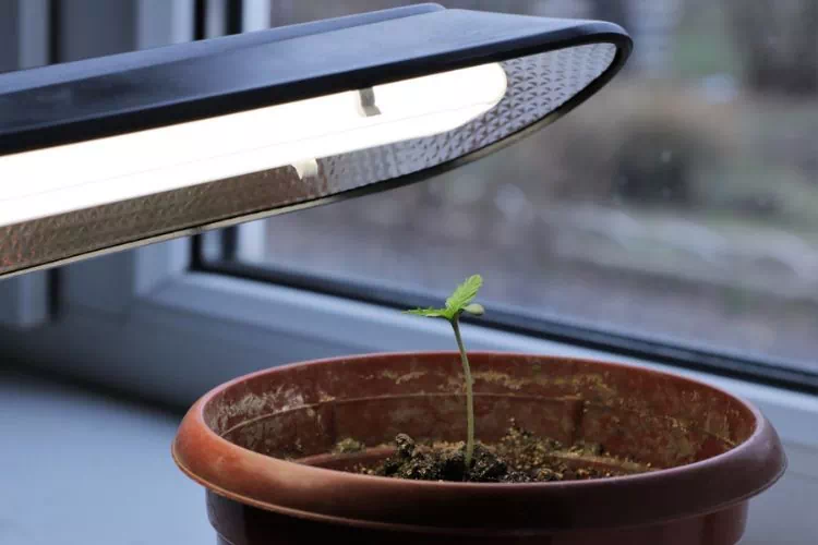 Lampe pour semis