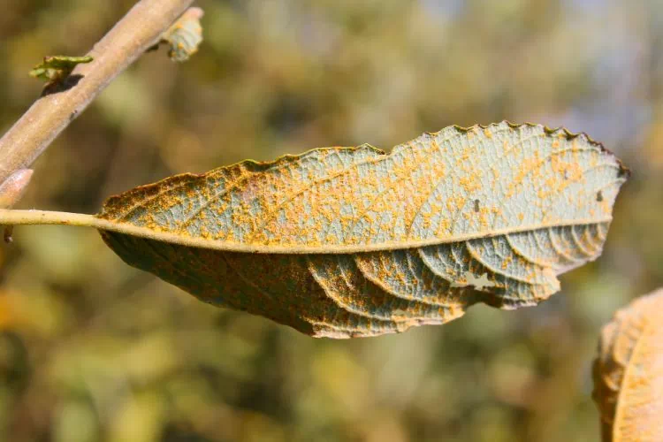 Rouille du saule