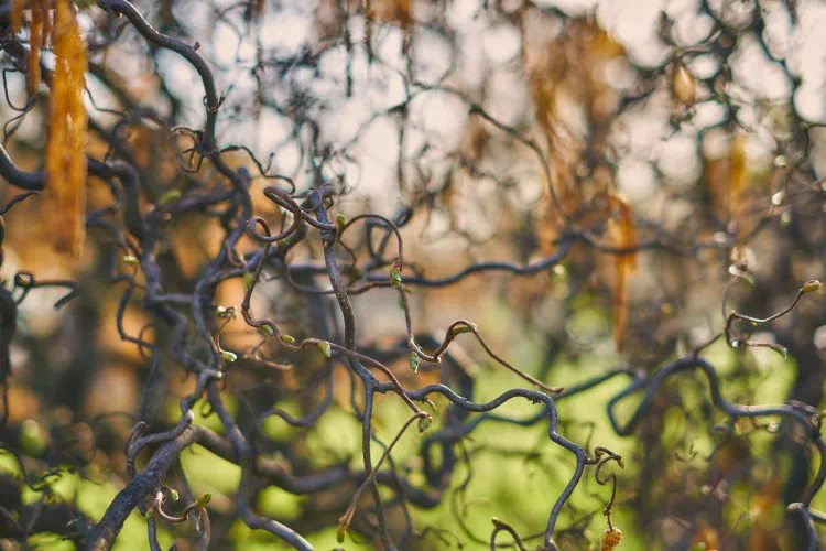 Chute naturelle des feuilles