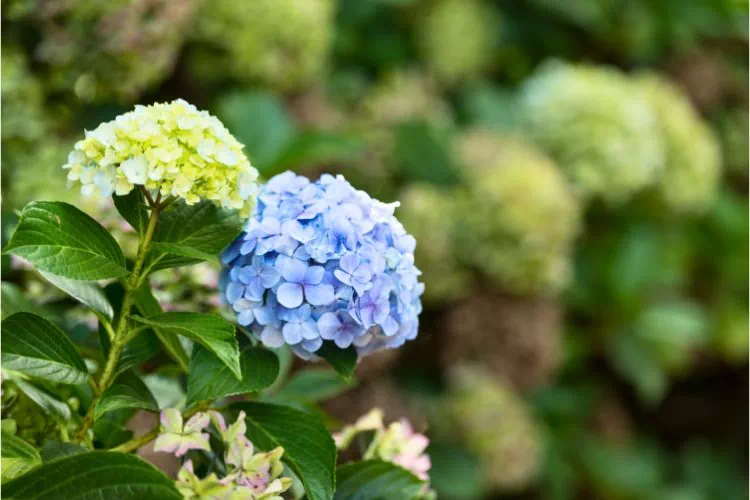 Hortensia