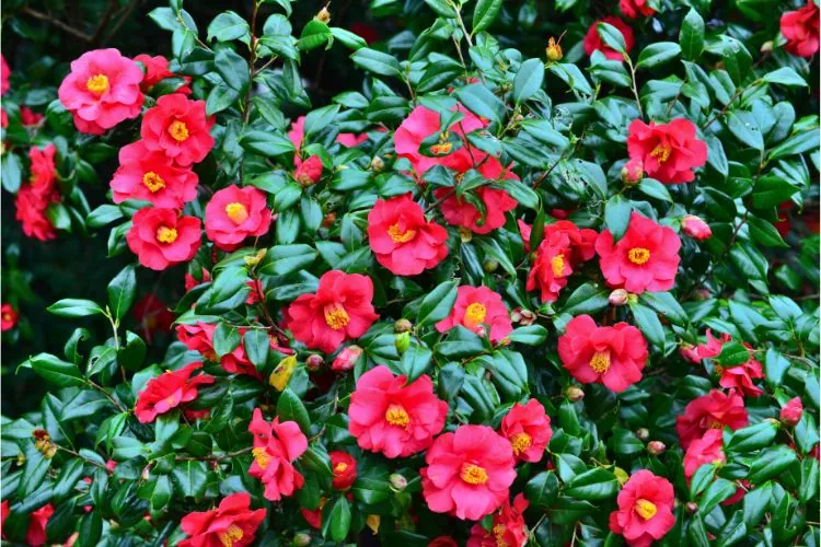 Camélia Japonica