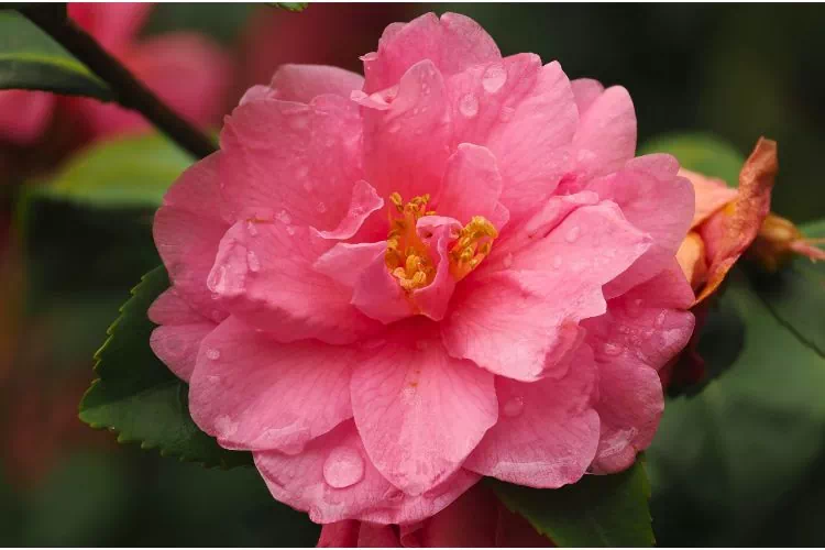 Fleur de camélia