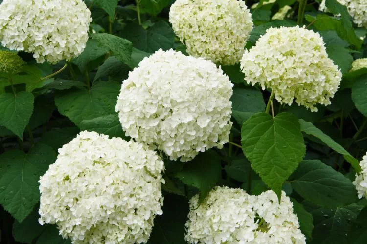 Hortensia blanc