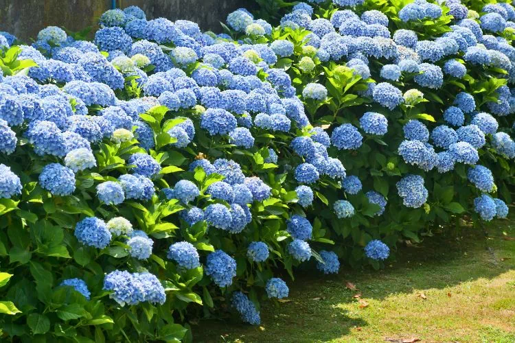 Hortensia Bleu