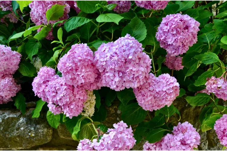 Hortensia rose