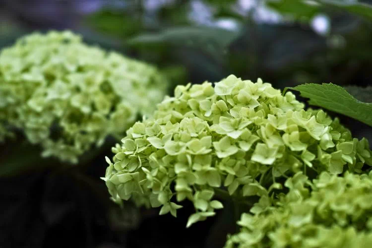 Hortensia vert
