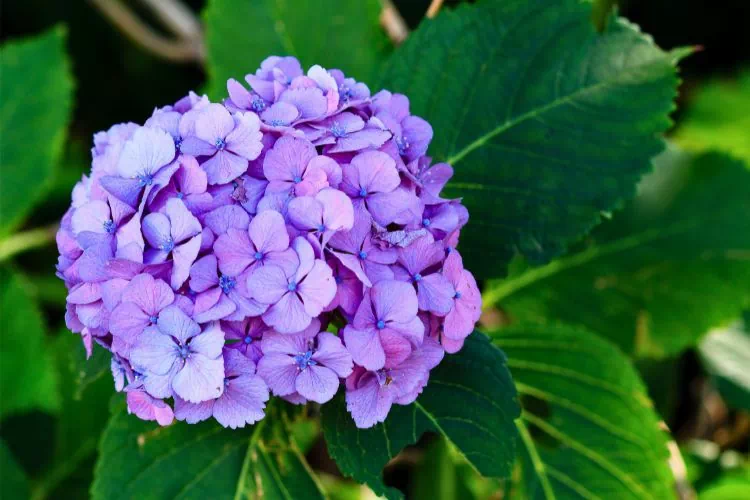 Hortensia Violet