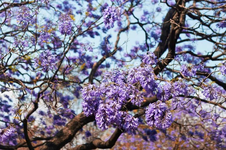 Jacaranda