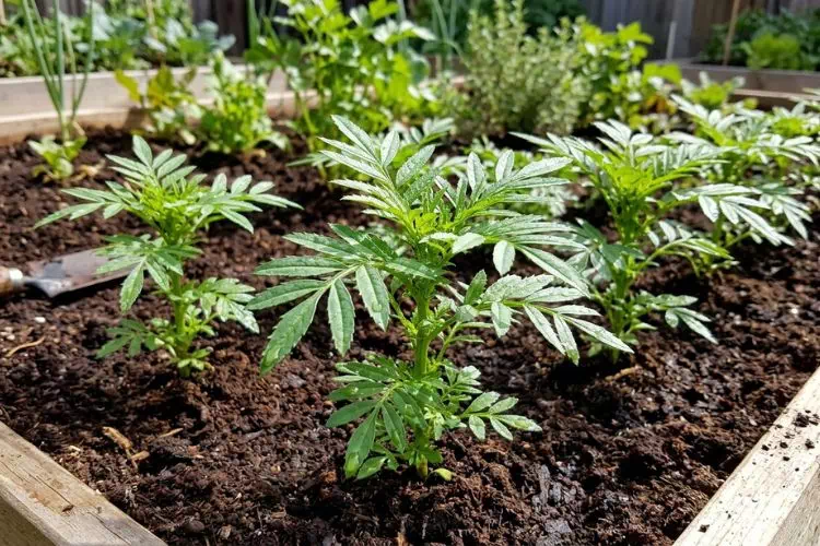Tagetes minuta plantés