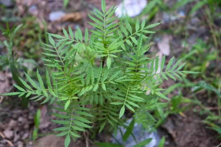 Tagetes minuta
